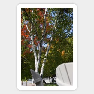 White birches Sticker